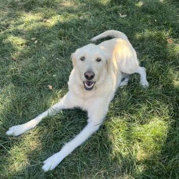 Jasper -  Golden Retriever and Poodle Dog for Adoption in Colorado Springs, Colorado - Jasper | PetCurious