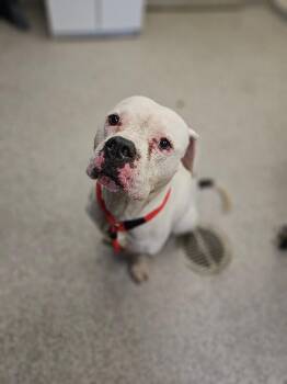 Chomper -  American Staffordshire Terrier and Boxer Dog for Adoption in Disputanta, Virginia - Chomper | PetCurious