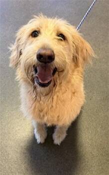BIZKITASAURUS -  Mixed Breed Dog for Adoption in Jacksonville, Florida - BIZKITASAURUS | PetCurious