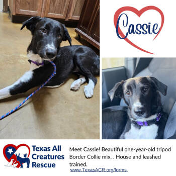 Rescue Border Collie Dogs for Adoption in Alvarado, Texas - Cassie | PetCurious