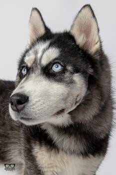Siberian Husky Dogs Available for Adoption - Minnie | PetCurious