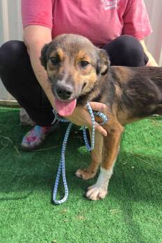 Blanche -  Australian Shepherd and Collie Dog for Adoption in Waterloo, Illinois - Blanche | PetCurious