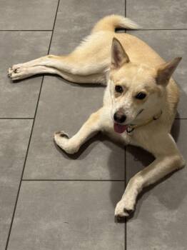 Ziti -  Shepherd Dog for Adoption in Millcreek, Utah - Ziti | PetCurious