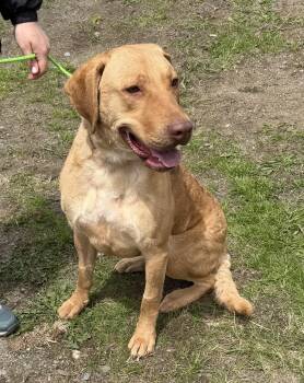 Chesapeake Bay Retriever Dogs Available for Adoption in Brooks, Maine - Natalie | PetCurious