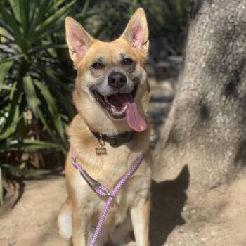 Denny -  German Shepherd Dog and Mixed Breed Dog for Adoption in Riverside, California - Denny | PetCurious