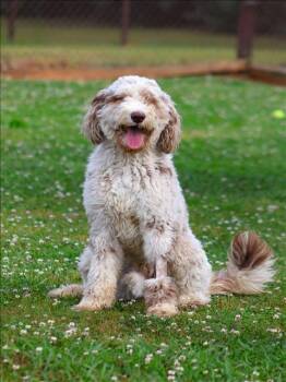 Poodle Dogs Available for Adoption in Grovetown, Georgia - WILDER | PetCurious