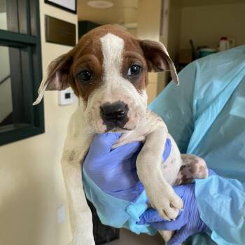 Pit Bull Terrier Dogs Available for Adoption in Pasadena, California - Ranch | PetCurious