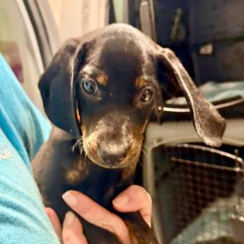Bambi (AG26-161) -  Dachshund and Beagle Dog for Adoption in Peyton, Colorado - Bambi (AG26-161) | PetCurious
