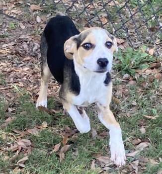Jaguar -  Terrier and Mixed Breed Dog for Adoption in Conway, South Carolina - Jaguar | PetCurious
