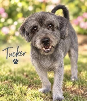 Tucker -  Schnauzer Dog for Adoption in Cedartown, Georgia - Tucker | PetCurious
