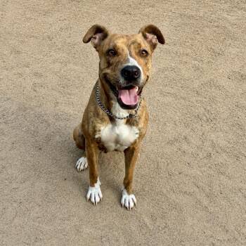 Tilly -  American Staffordshire Terrier and Mixed Breed Dog for Adoption in Houston, Texas - Tilly | PetCurious