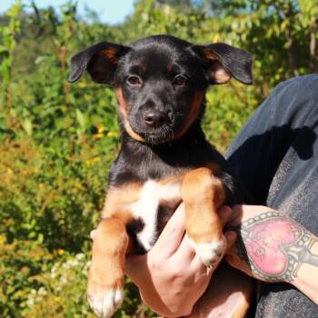 CT Betsy -  German Shepherd Dog and Mixed Breed Dog for Adoption in Stormville, New York - CT Betsy | PetCurious