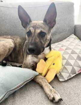 Dolly -  Dutch Shepherd and Husky Dog for Adoption in South Houston, Texas - Dolly | PetCurious