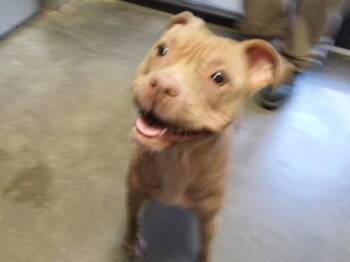 HYDRANGEA -  Pit Bull Terrier and Mixed Breed Dog for Adoption in Tulsa, Oklahoma - HYDRANGEA | PetCurious