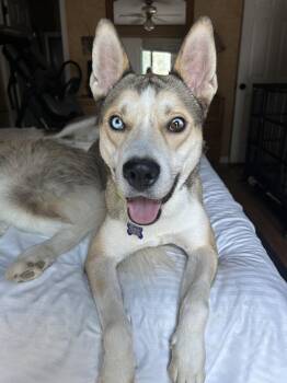 Zha -  Siberian Husky Dog for Adoption - Zha | PetCurious
