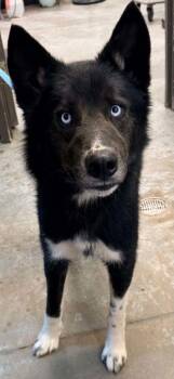 Husky and Mixed Breed Dogs Available for Adoption in Bowling Green, Kentucky - Henry | PetCurious