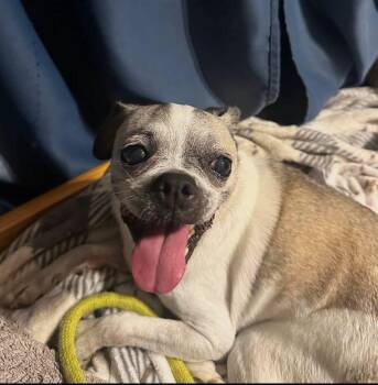 Biscuit -  Boston Terrier Dog for Adoption in Panama City, Florida - Biscuit | PetCurious