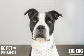 Pit Bull Terrier and Mixed Breed Dogs Available for Adoption in Kansas City, Missouri - Zig Zag | PetCurious