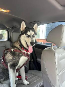 Rescue Siberian Husky Dogs for Adoption in La Motte, Iowa - Quinn | PetCurious