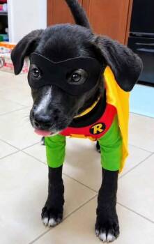 Robin Boy Wonder Super Hero -  Black Labrador Retriever and Pit Bull Terrier Dog for Adoption in Friendswood, Texas - Robin Boy Wonder Super Hero | PetCurious