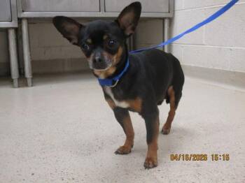 Loki (304) -  Chihuahua Dog for Adoption in Marietta, Georgia - Loki (304) | PetCurious