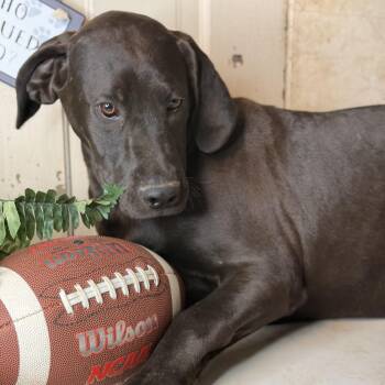 Black Labrador Retriever and Great Dane Dogs Available for Adoption in Atlanta, Texas - Dudley $250 | PetCurious