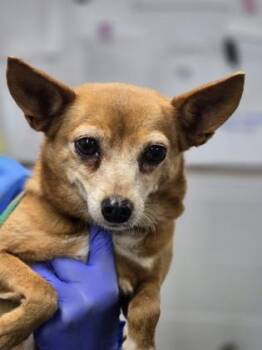 Chihuahua and Mixed Breed Dogs Available for Adoption in Fort Worth, Texas - Dorothy | PetCurious