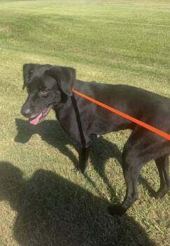 Trinity -  Labrador Retriever Dog for Adoption in Louise, Texas - Trinity | PetCurious