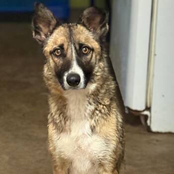 Shiba Inu and German Shepherd Dog Dogs Available for Adoption in San Diego, California - Foxy | PetCurious