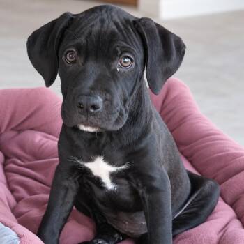 Imogen -  Black Labrador Retriever and Great Dane Dog for Adoption in Tylertown, Mississippi - Imogen | PetCurious