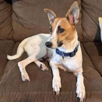 Rescue Jack Russell Terrier and Terrier Dogs for Adoption in Liverpool, Texas - Presley | PetCurious