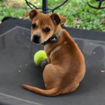 Dachshund and Terrier Dogs Available for Adoption - Stout | PetCurious