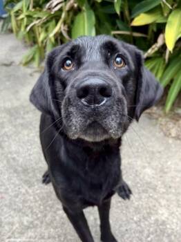 Goofy -  Labrador Retriever and Mixed Breed Dog for Adoption in New Orleans, Louisiana - Goofy | PetCurious