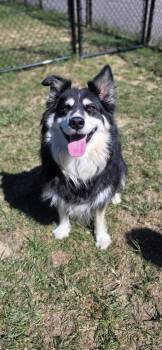 Fluffy Cow -  Border Collie Dog for Adoption in Shepherdsville, Kentucky - Fluffy Cow | PetCurious
