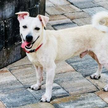 Alvin -  Chihuahua and Mixed Breed Dog for Adoption in Williston, Florida - Alvin | PetCurious
