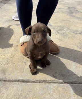 Doberman Pinscher Dogs Available for Adoption - Sally | PetCurious