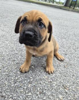 Mastiff and Black Mouth Cur Dogs Available for Adoption in Orlando, Florida - Royce | PetCurious