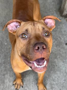 Fisherman -  Pit Bull Terrier Dog for Adoption in Chicago, Illinois - Fisherman | PetCurious
