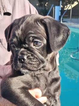 Pug and Chihuahua Dogs Available for Adoption - #1 Pug Mix Puppy | PetCurious