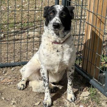 Rescue Australian Shepherd and Cattle Dog Dogs for Adoption in Bonifay, Florida - Indy | PetCurious