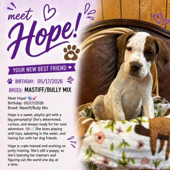 Hope -  Mastiff and Pit Bull Terrier Dog for Adoption in Idaho Falls, Idaho - Hope | PetCurious