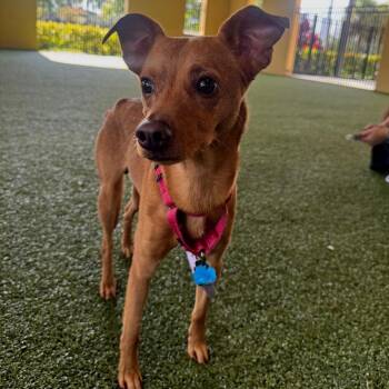 Mowgli -  Chihuahua Dog for Adoption in West Palm Beach, Florida - Mowgli | PetCurious