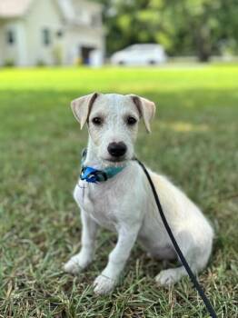 Frito -  Jack Russell Terrier and Mixed Breed Dog for Adoption in Aiken, South Carolina - Frito | PetCurious