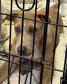 Thidwick -  Mixed Breed Dog for Adoption in Parma, Ohio - Thidwick | PetCurious
