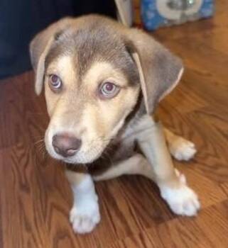 German Shepherd Dog Dogs Available for Adoption - Rueger | PetCurious