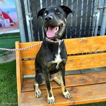 ZIGGY STARDUST -  German Shepherd Dog Dog for Adoption in Long Beach, California - ZIGGY STARDUST | PetCurious
