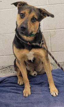 Mixed Breed Dogs Available for Adoption in Kansas City, Missouri - Monk | PetCurious