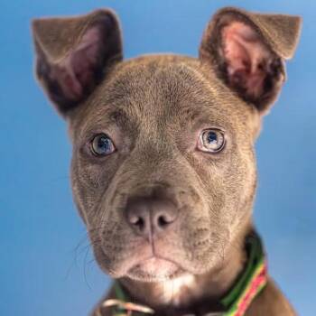 Lorelai -  Mixed Breed Dog for Adoption in Decatur, Georgia - Lorelai | PetCurious