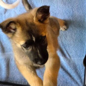 Danielle -  German Shepherd Dog and Shepherd Dog for Adoption in Thompson Falls, Montana - Danielle | PetCurious