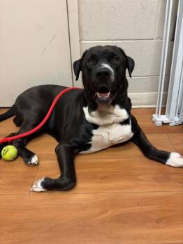 Rescue Pit Bull Terrier and Great Pyrenees Dogs for Adoption in Louisville, Kentucky - CONTAINS 0% JUICE | PetCurious